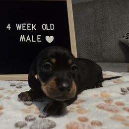 Dachshund Puppies from Blue Ridge Weenies