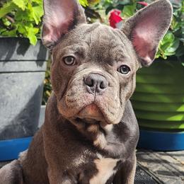 PrettyBoy Blue - Blue fawn male French Bulldog puppy in Cincinnati, Ohio from Sun City Kennels