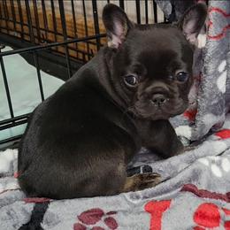 Winnie - Black and tan female French Bulldog puppy in Ardmore, Oklahoma from Big Ox Bulldogs