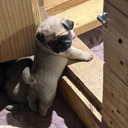 French Bulldog and Pug Puppies from Peachy Pugs