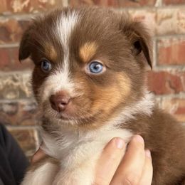 Australian Shepherds from JP’s Aussies