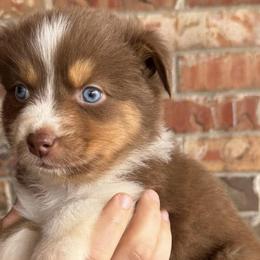 Australian Shepherds from JP’s Aussies