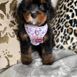 Mauve - Phantom female Bernedoodle puppy in Curtice, Ohio from The Pink Doghouse