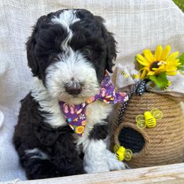 Summer - White and red female Bordoodle puppy in Canfield, Ohio from Poo's Doo's & Inu's