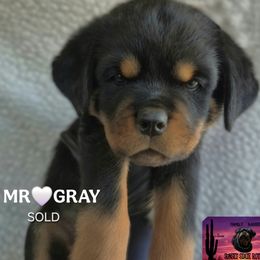 MR GRAY - Black and mahogany male Rottweiler puppy in Tucson, Arizona from Sunset State Rotts