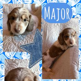 Major - Fawn (Isabella) male Dachshund puppy in Bentonville, Arkansas from T & D Dachshunds by design