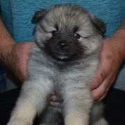 Girl 2 - Black and silver female Keeshond puppy in Fayetteville, Tennessee from Erbekees-Keeshonden