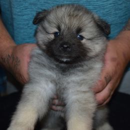 Girl 2 - Black and silver female Keeshond puppy in Fayetteville, Tennessee from Erbekees-Keeshonden