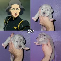 Lin - Merle female Great Dane puppy in Pollock, Louisiana from Danes Done Right