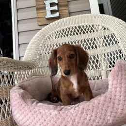 Puff - Dapple female Dachshund puppy in Lake City, Florida from My Ditzy Doxies of Florida