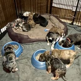 Catahoula Leopard Dog Puppies from Gunslinger Catahoulas
