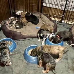 Catahoula Leopard Dog Puppies from Gunslinger Catahoulas