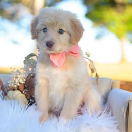 Honey - Gold female Bordoodle puppy in Conway, Missouri from 2J 2K Bordoodles