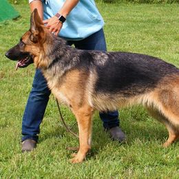 German Shepherds from Chestnut Ridge Shepherds