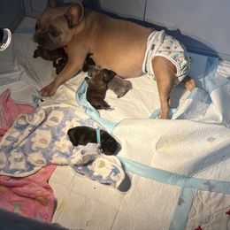 French Bulldog Puppies from Tip Top Bully House