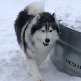 Force - Siberian Husky