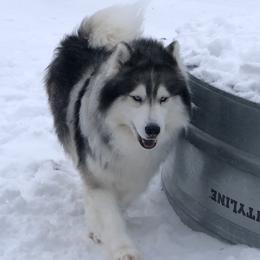Force - Siberian Husky