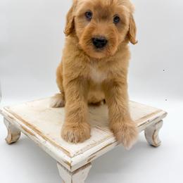 Lightning - Apricot female Goldendoodle puppy in Sunman, Indiana from Brunsman Country Doodles LLC