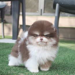 Rio - Pomeranian