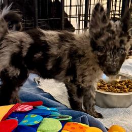 Orokseg (Legacy) - Black merle male Mudi puppy in Benson, Arizona from Twisted Acres Border Collies and Mudi