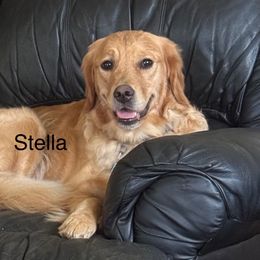 Stella - Golden Retriever