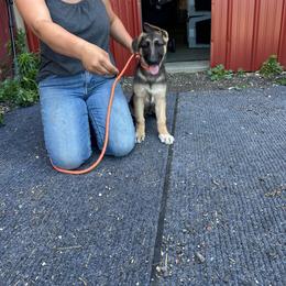 Girl 3 - Black and tan female German Shepherd puppy in Union Grove, Wisconsin from Playmate Kennels and Stables