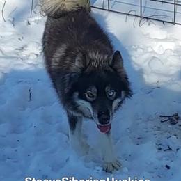 SaraWolfe - Agouti and white Siberian Husky puppy in Georgia from Stacy's Siberian Huskies