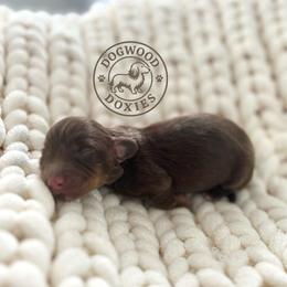 Candy - Chocolate and tan female Dachshund puppy in Monroe, North Carolina from Dogwood Doxies