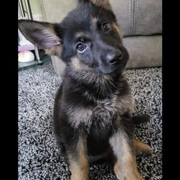 German Shepherd Puppies from Benton K-9 Breeding