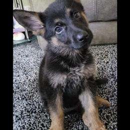 German Shepherd Puppies from Benton K-9 Breeding