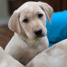 Granger - Yellow male Labrador Retriever puppy in Seymour, Missouri from Fairview's Precious Pups