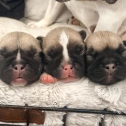 French Bulldog puppies from Schoville Bulldogs