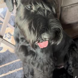 Giant Schnauzer Puppies from Elevated Pearl Giants