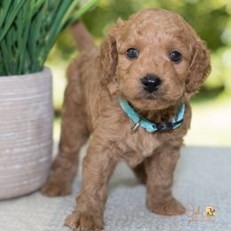 Goldendoodles from Copper Oaks Goldendoodles