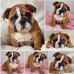 Cheesecake - Red and white female Bulldog puppy in Seattle, Washington from mama Myra bulldogs