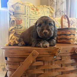 August - Red female Dachshund puppy in Cabool, Missouri from Hidden Valley Farms