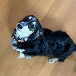 Minnie - Dachshund