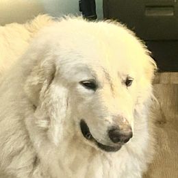 Anikka - Great Pyrenees