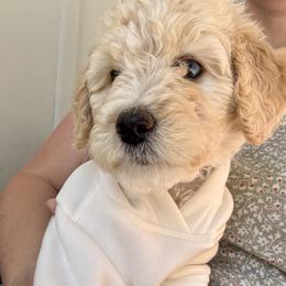Boo - Yellow and white female Bernedoodle puppy in Springville, Utah from Oodles of Bernedoodles