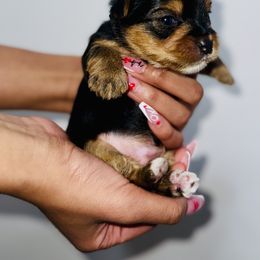 Yorkshire Terrier Puppies from A yorkie palace