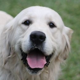 Ana-Cat - Golden Retriever