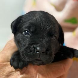 Hot Pink Collar N - Black female Cane Corso puppy in Paris, Texas from Knucklehead Cane Corso