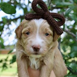 Goldie - Red  female Goldendoodle puppy in Comanche, Texas from Central Texas Doodles, LLC.