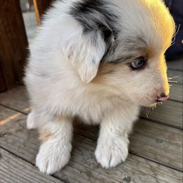 Boy1 - Blue merle male Australian Shepherd puppy in Fontana, California from J.O Family Aussies