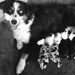 Aussiedoodle, Australian Shepherd, Miniature American Shepherd, and Miniature Australian Shepherd Puppies from Bline's Awesome Aussies