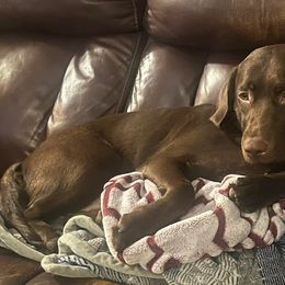 Labrador Retriever All Grown Up from Redfearn Retrievers