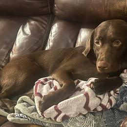 Labrador Retriever All Grown Up from Redfearn Retrievers