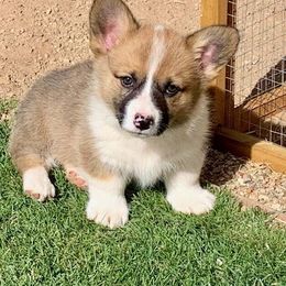 Pembroke Welsh Corgi Puppies from West Lake Corgis