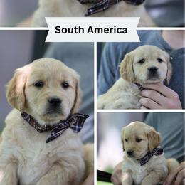South America - Golden female Golden Retriever puppy in Payette, Idaho from Stonewick Retrievers