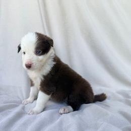 Red Male - White and red male Border Collie puppy in Okeechobee, Florida from Cowtown Corgis & Border Collies